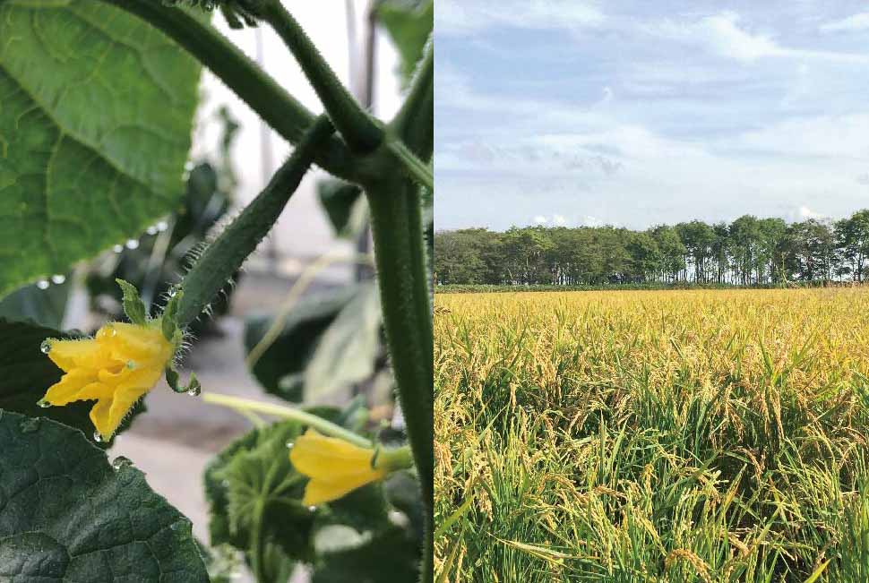 野菜を持っている女性／厳選素材ビジュアル